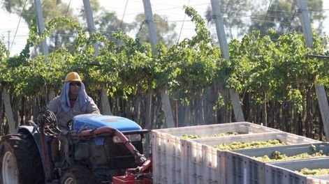 vitivinicultura: reclamo de intervencion ante un escenario critico