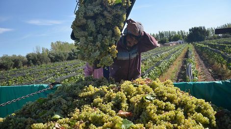 Guarda 14 | Mendoza concentra más del 80% de las hectáreas de Chardonnay del país. - Archivo / Los Andes