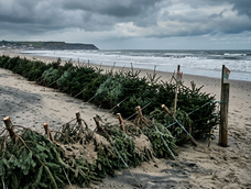 Más de 2.000 árboles de Navidad son enterrados en una playa británica.&nbsp;