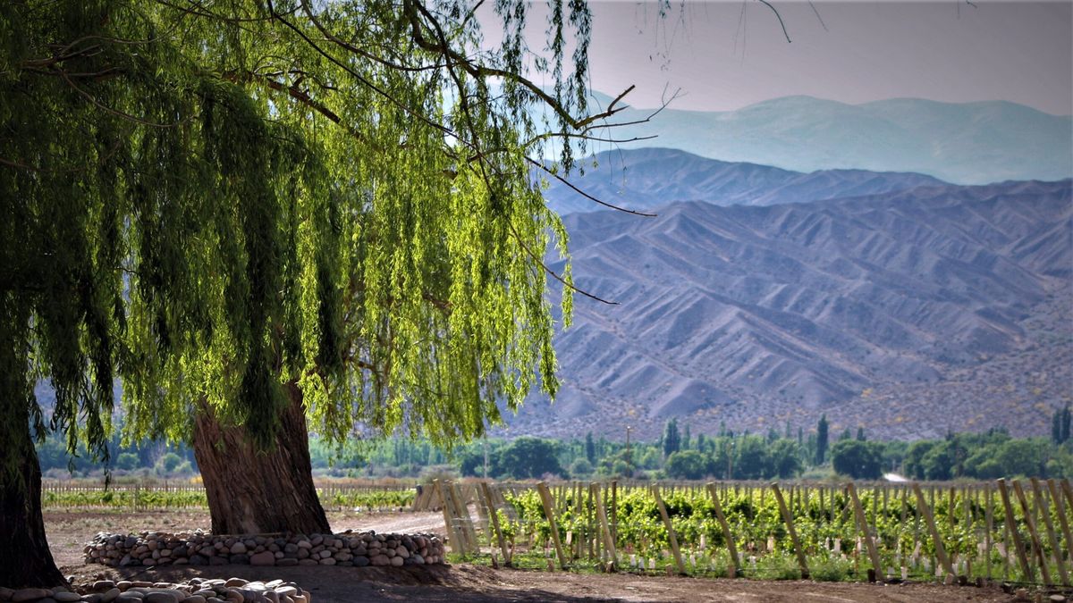 Diario de Cuyo | Los vinos son jugosos y frescos: qué distingue al Malbec sanjuanino reconocido por James Suckling