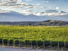 Un Malbec de Gualtallary fue elegido&nbsp;Campeón Global y Mejor Vino Tinto del Mundo, tras competir en una cata a ciegas en Londres