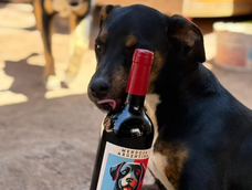 Sobran moitivos para brindar: elaboran un vino para ayudar a perros en situación de calle de todo el país