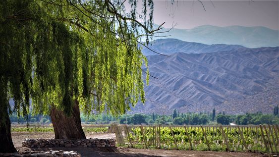El viñedo Cuuna se encuentra en La Puntilla, al norte de Barreal, a unos 1.650 metros de altura. El viñedo Cuuna se encuentra en La Puntilla, al norte de Barreal, a unos 1.650 metros de altura.