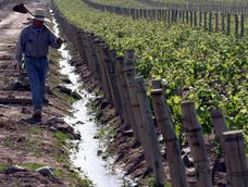 encadenamiento productivo: una oportunidad para potenciar la economia de mendoza