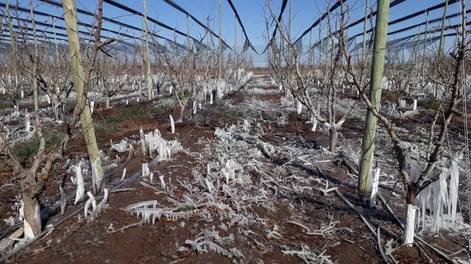 El especialista Francisco Antivilo, explicó en Aconcagua Radio cómo se producen los fenómenos por heladas tardías que afectan los cultivos y ponen en alerta a los productores agrícolas de Mendoza