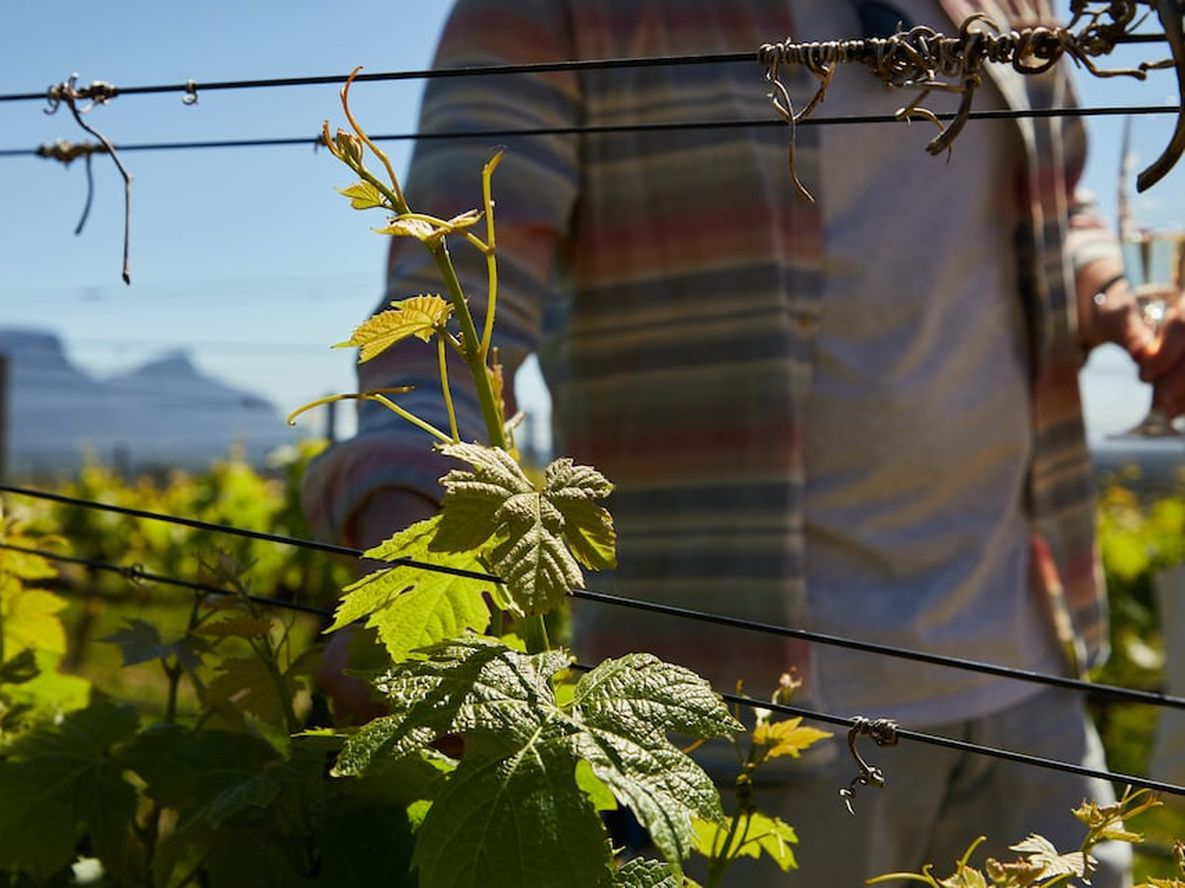 Seis métodos para proteger el viñedo y colaborar con el medio ambiente.