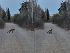 Buscan a un puma suelto en Luján y el flagelo de las falsas denuncias con IA