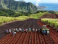 en 1883, hawai introdujo con exito el pasto guinea africano como alimento para el ganado: 143 anos despues, la hierba puede producir 9.000 semillas por planta