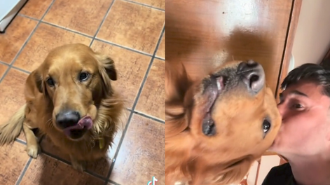 Un perro es viral en TikTok por una particular condición antes de recibir su comida: primero debía recibir un beso de su dueño.