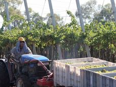 vitivinicultura: reclamo de intervencion ante un escenario critico